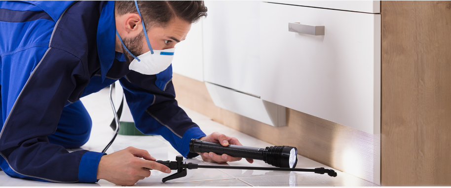 Windsor pest xpert removal